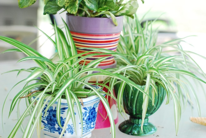 Цветы для спальни: на что обратить внимание при выборе (35 фото)