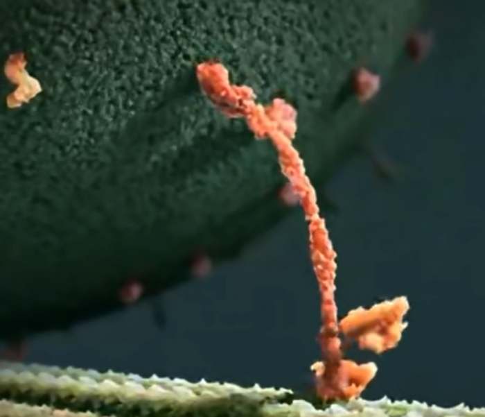 Ученые впервые сняли на видео, как в мозгу человека гормоны создают счастье