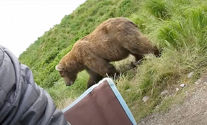 Медведь пришел из леса и присел рядом с рыбаком. Мужчина медленно достал камеру и стал снимать