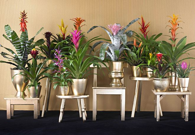 Комнатные растения в интерьере квартиры (112 фото)