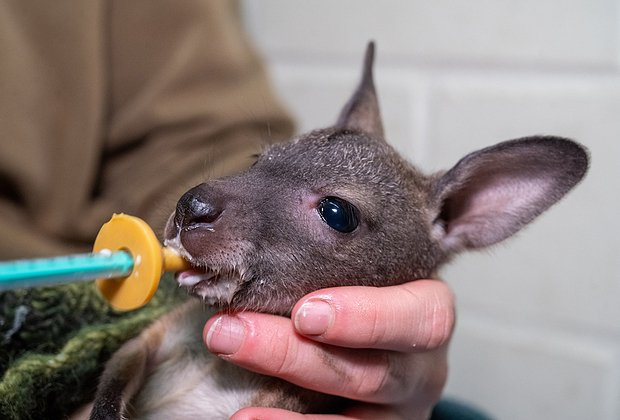 Кенгуру: что это за животное, как выглядит и опасно ли для людей