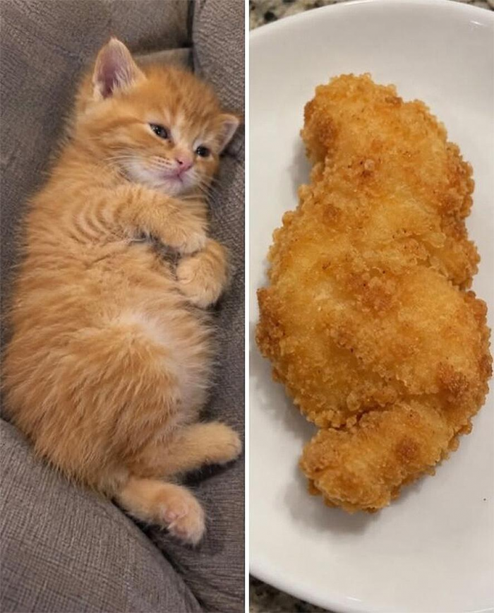 Коты похожи на еду: подборка фотографий