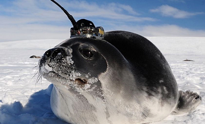 Подо льдами Антарктиды есть сложная сеть тоннелей. Их хотят начать исследовать