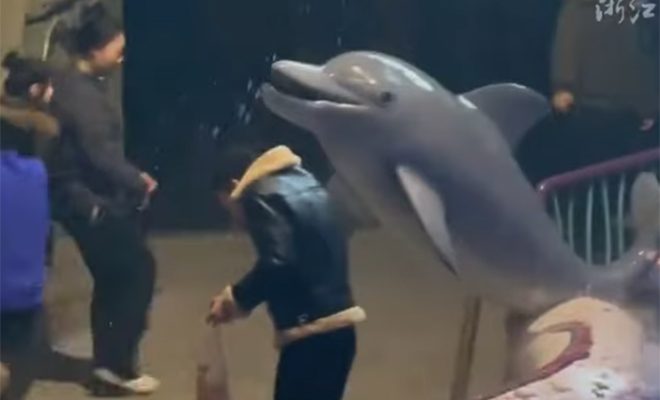 Наглый курильщик достал всех в океанариуме, но тут вмешалась белуха