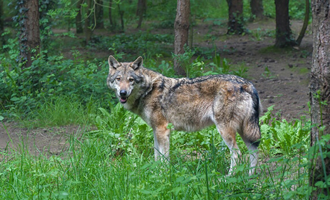 Собака выросла до размеров медведя и просто вышла на улицу, чтобы волки ушли и не возвращались