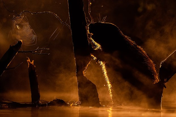 Неземные пейзажи, грибные зомби и нескончаемая борьба за жизнь. Ни на что не похожий мир — на снимках лучших фотографов