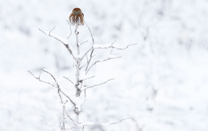 Супер-совы 2026