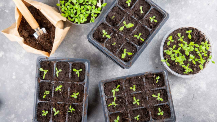 Как выбрать рассаду, которая даст хороший урожай