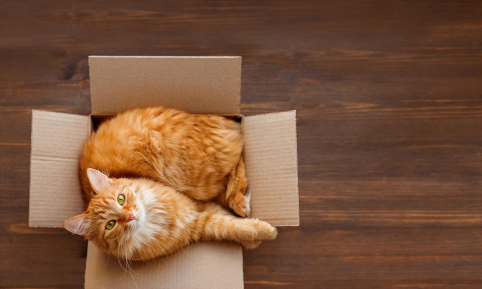 Ветеринар перечислила 7 признаков, что кошка вас любит, даже если кажется, что ей все равно