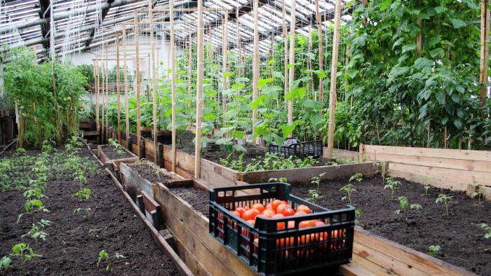 Эксперты «Дом Лента»: начинать подготовку теплицы надо при температуре выше нуля