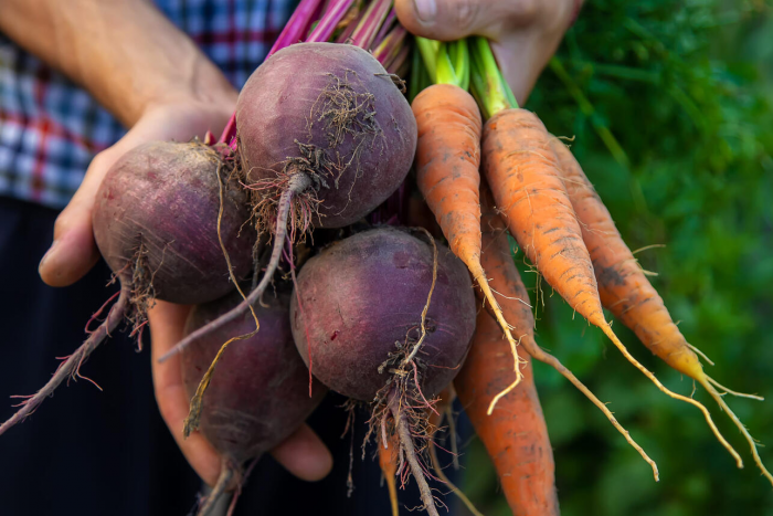 Без свежего навоза, но с замачиванием: как сажать корнеплоды в конце апреля — начале мая