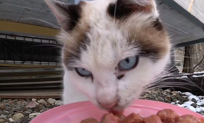 Житель Казахстана стал кормить бездомных котов с дрона, и снял все на видео