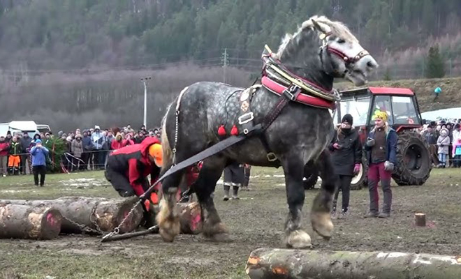 Самый большой конь в мире в деле: на видео тянет огромные деревья с силой тягача