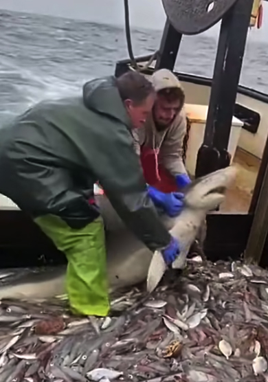 Я не доела: акула попала на рыболовецкое судно и отказалась уходить без обеда