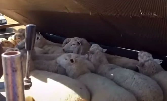 300 овец загнали в ящик и опустили под воду на несколько минут: смотрим, зачем это понадобилось