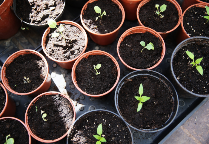 Перец, помидоры, сельдерей и лук-порей: эксперты рассказали, какие растения можно сеять на рассаду в феврале