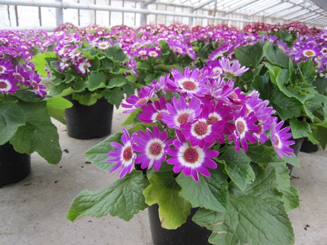 «Седой» цветок или прекрасное комнатное растение цинерария (61 фото)