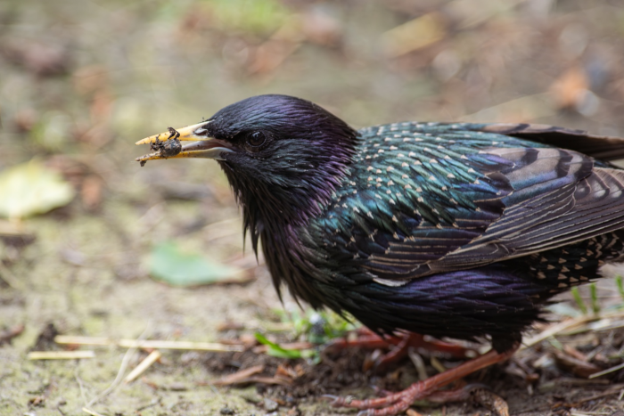 Записки астраханского натуралиста. Скворцы, вестники весны