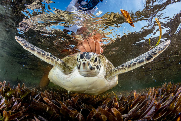 Победители подводного конкурса Ocean Photographer of the Year 2024