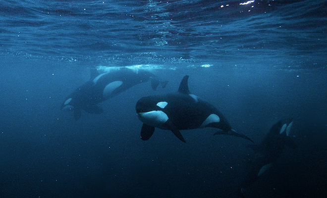 Косатка приплыла к людям в лодке и стала звать за собой в соседнюю бухту: видео