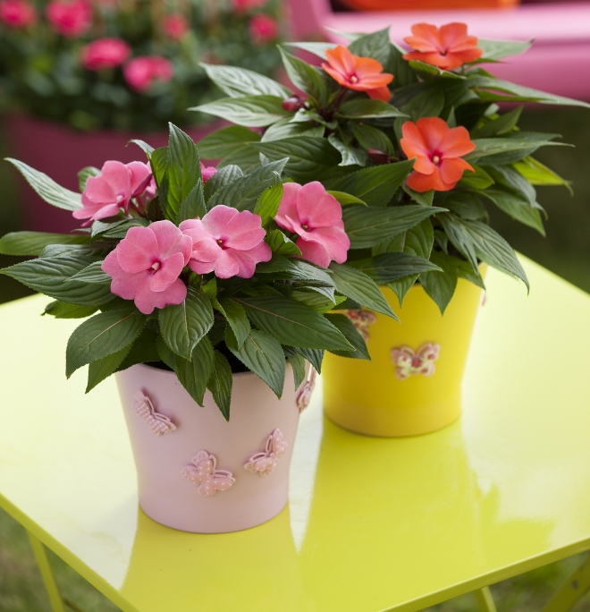 Комнатные растения в интерьере квартиры (112 фото)