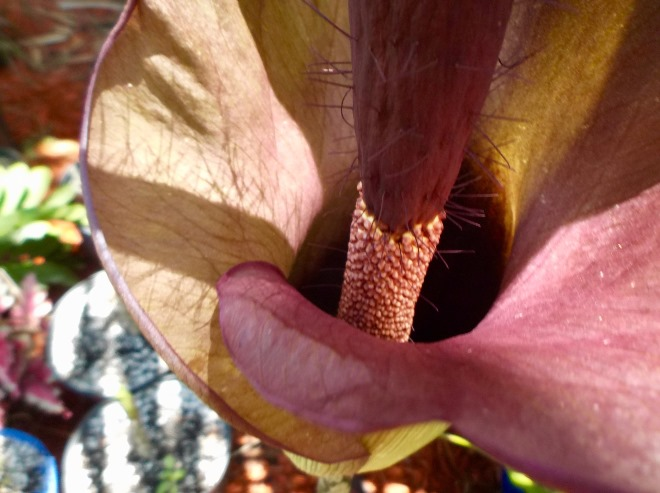 Комнатные растения в интерьере квартиры (112 фото)