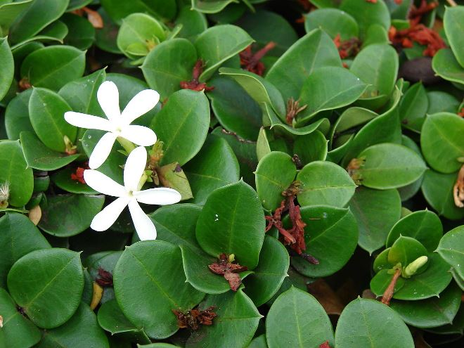 Комнатные растения в интерьере квартиры (112 фото)