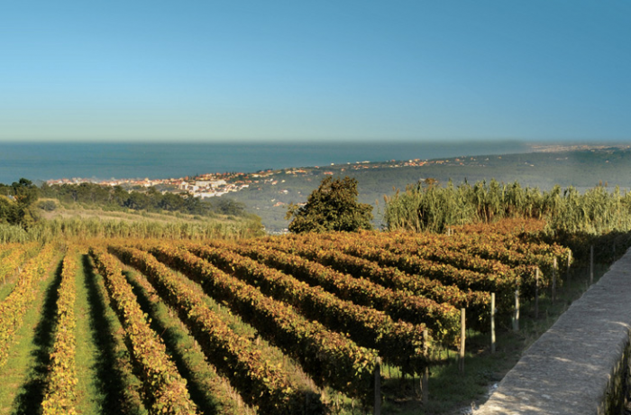 5 неизвестных винных регионов, которые должен посетить каждый