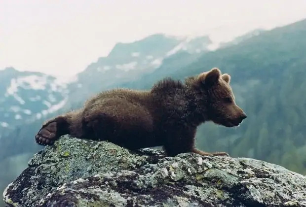 Лучшие фильмы про животных: 15 кинолент с высоким рейтингом