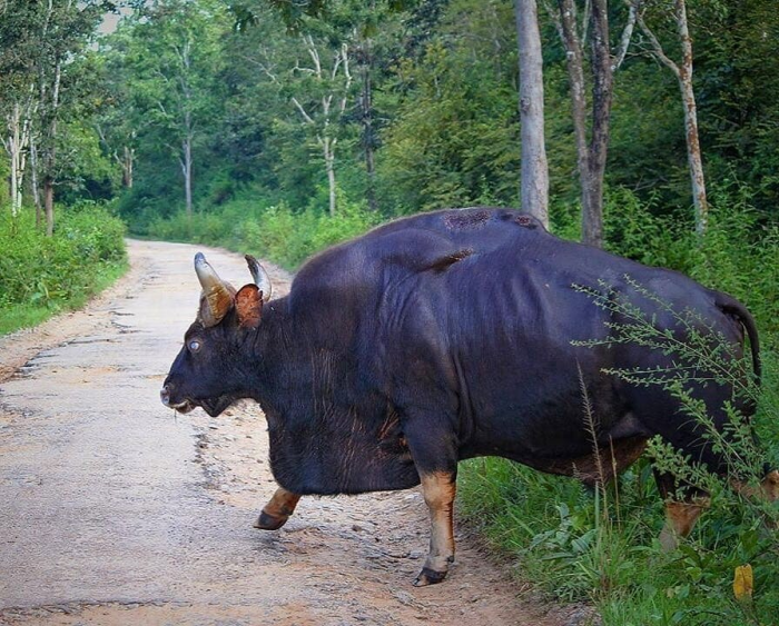 Гаур: самый крупный дикий бык, король джунглей