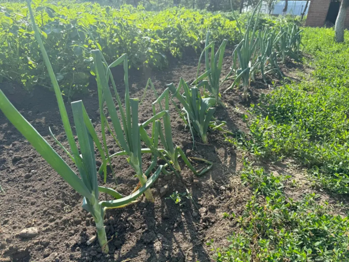 Спасайте майский лук: 4 шага, чтобы не ушел в стрелку и вырос крупным
