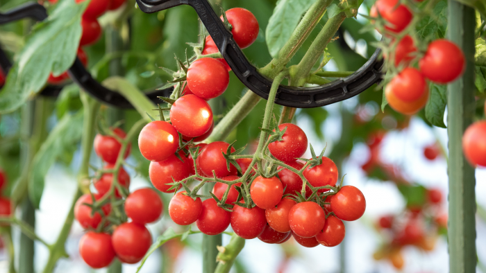 Подвязка помидоров: каких ошибок избегать