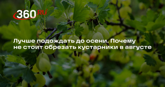 Садовод Туманов: кустарники лучше обрезать во время осеннего листопада
