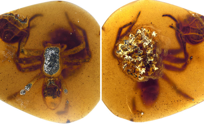 Ученые нашли в камне существа, жившие до динозавров 310 миллионов лет назад