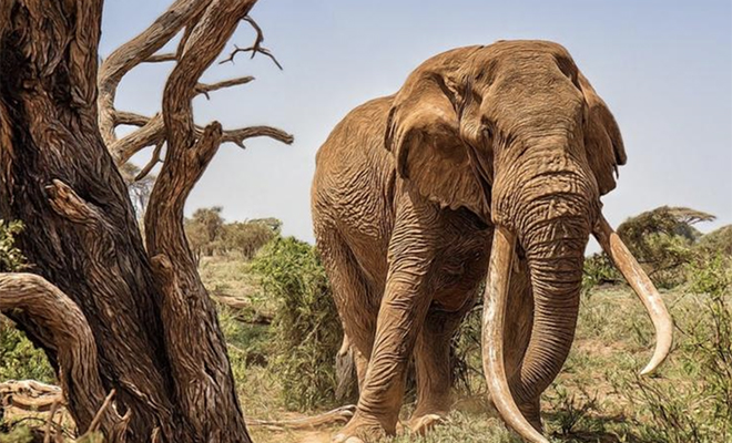 Самый большой слон мира попал на видео: он высотой с трехэтажный дом и весит как 2 обычных слона