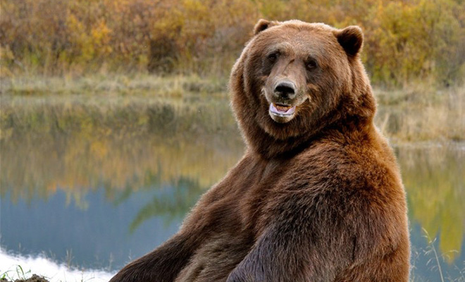 Люди расположились на пляже под Тверью, а через час из леса вышел медведь и тоже решил устроиться на отдых: видео