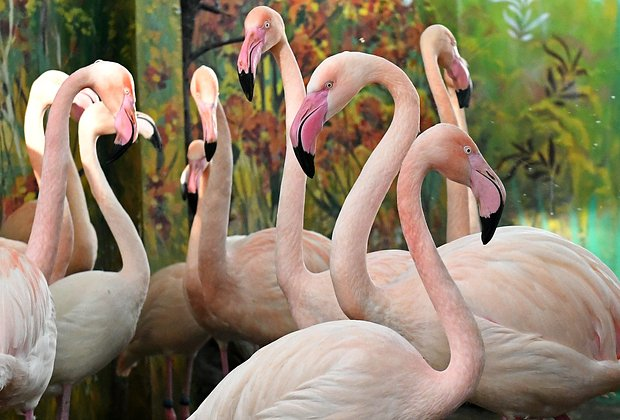 Птицы из Красной книги России: 15 редких видов с фото, места обитания