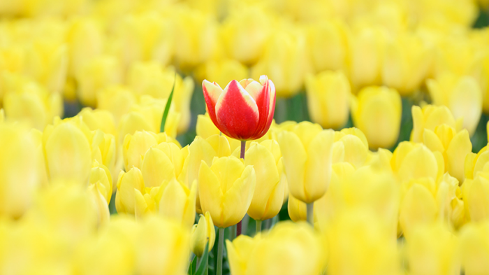 Как собрать красивый и недорогой букет: ТОП‑5 стойких цветов, которые не завянут быстро