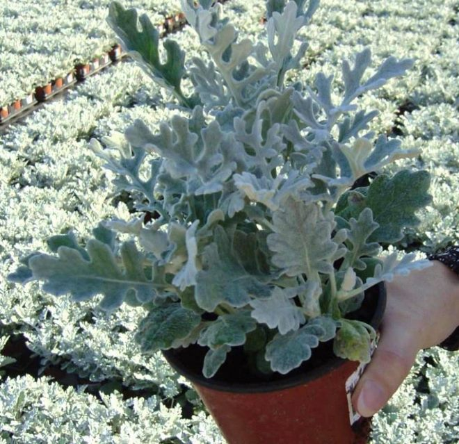 «Седой» цветок или прекрасное комнатное растение цинерария (61 фото)