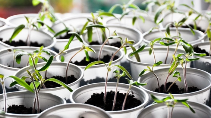 Правильная подкормка рассады томатов: схема, дозировки и частые ошибки