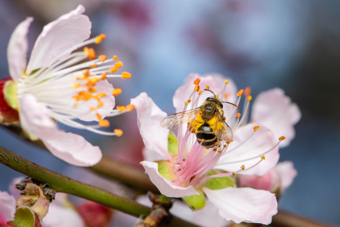 Записки астраханского натуралиста. Для кого цветут сады?