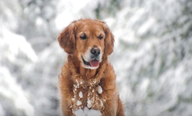 Собаку привязали и оставили в лесу: спасение пришло от друзей