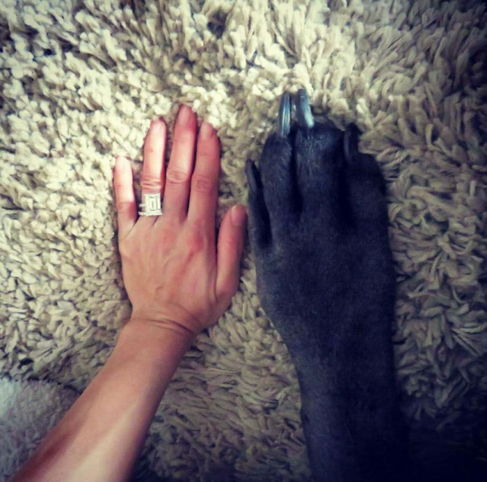 Собака высотой два метра вышла на улицы города: люди приняли ее за коня