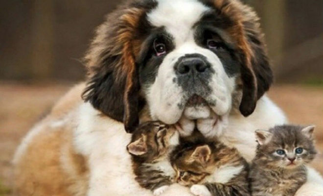 5 самых добрых собак мира: заводить для охраны бесполезно