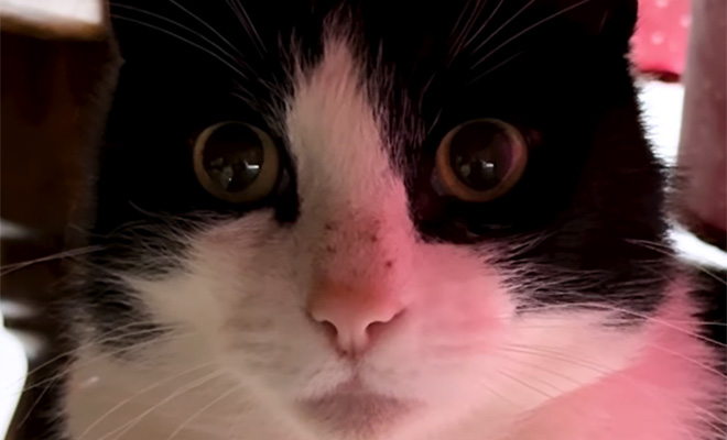 Потерявшийся в поездке кот вернулся домой через 5 месяцов. Он самостоятельно прошел 250 км до дома