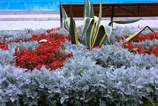 «Седой» цветок или прекрасное комнатное растение цинерария (61 фото)