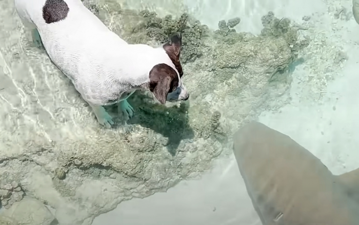 Собака подружилась с рифовой акулой. Они каждый день ждут друг друга у берега поиграть