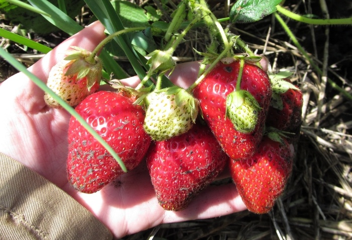 Кальциевая селитра для увеличения размера и плотности ягод клубники