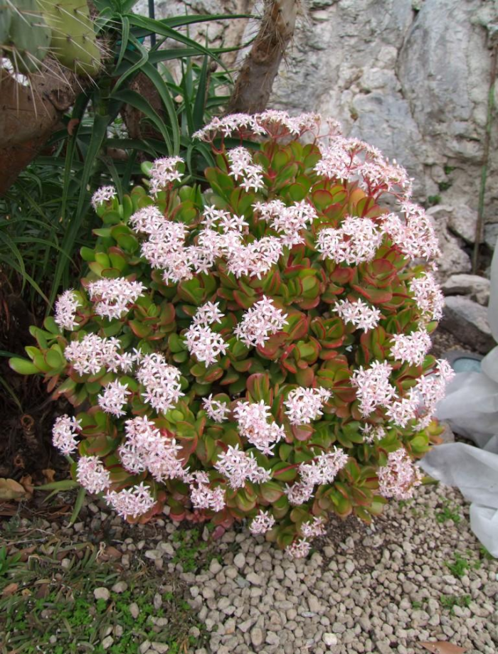 Неприхотливые декоративные кустарники в ландшафтном дизайне: фото и описания (56 фото)