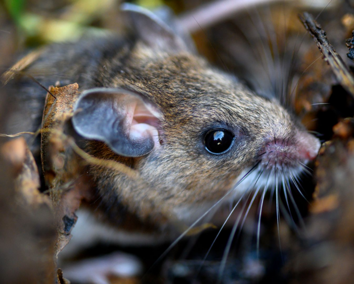 «Мышиная лихорадка»: попрятавшиеся на зиму грызуны таят страшную заразу